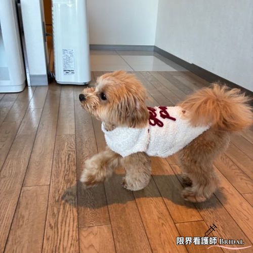 ラグーナベイコートに犬と旅行