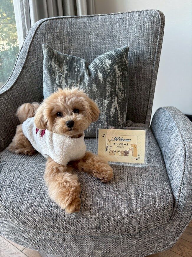 ラグーナベイコートで犬と一緒に行ける場所