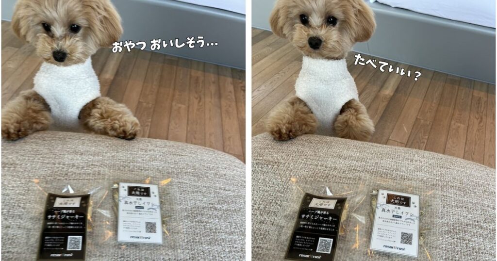 ラグーナベイコートの部屋の犬おやつ